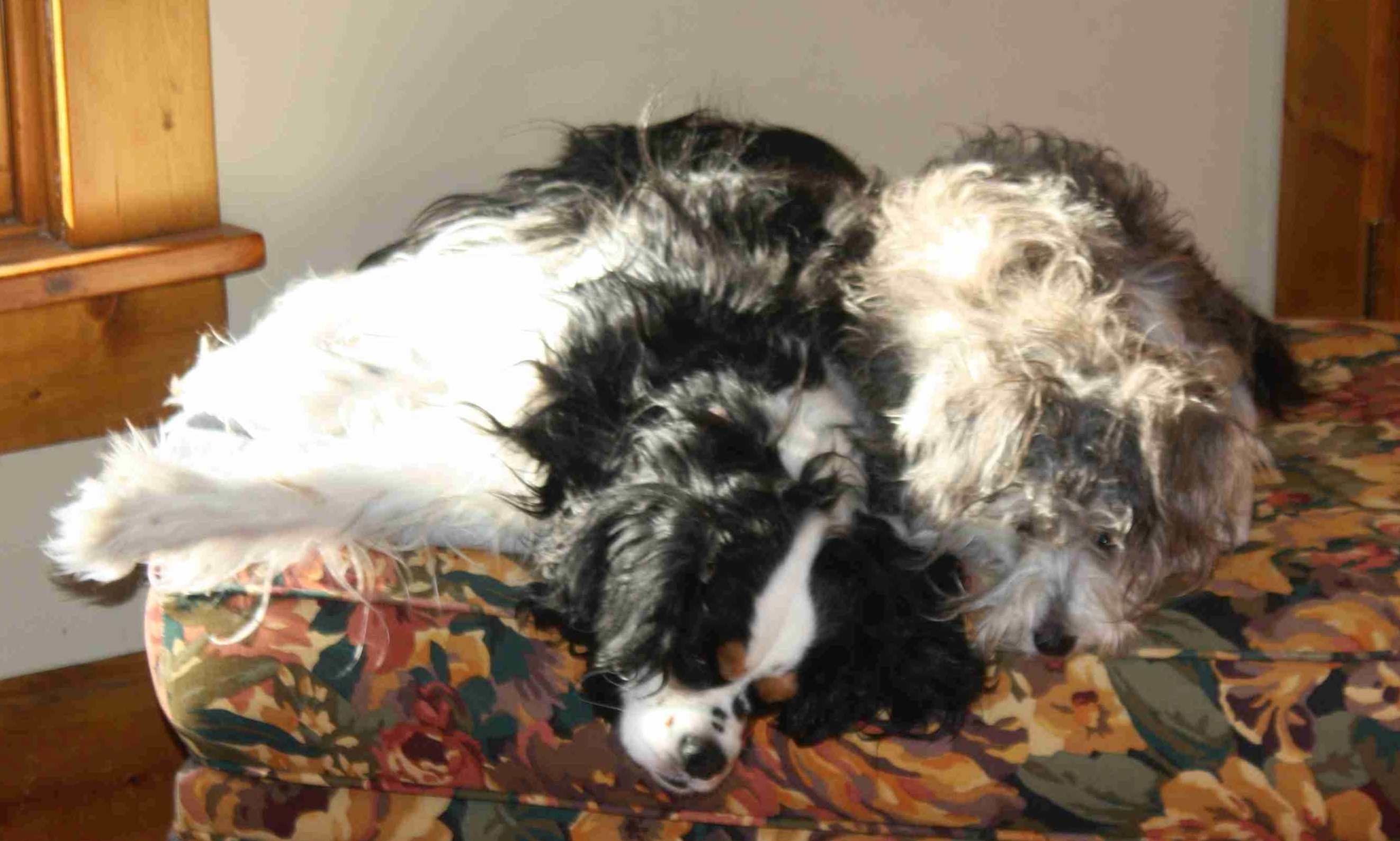 2015-02-13 Letting sleeping dogs lie.jpg